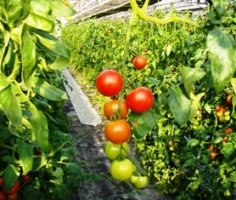 tomato-1.JPG
