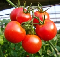 tomato-4.JPG