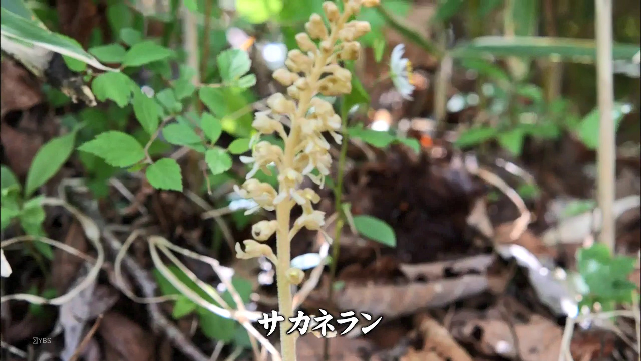 舞い立つ