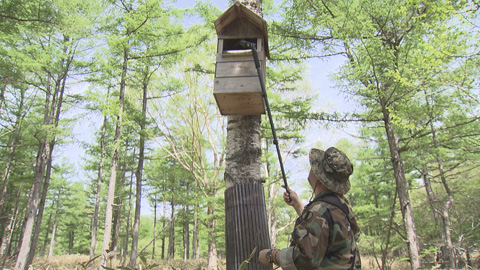 野生フクロウの巣立ち 6月5日 山梨ライブ ててて ｔｖ