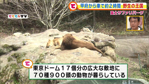 富士サファリパークを満喫 4月18日oa 山梨ライブ ててて tv 富士サファリパークを満喫 4月18日oa 山梨ライブ ててて tv