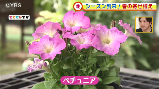 シーズン到来 春の寄せ植え 4月23日oa 山梨ライブ ててて tv シーズン到来 春の寄せ植え 4月23日oa 山梨ライブ ててて tv