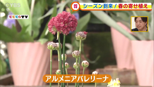 シーズン到来 春の寄せ植え 4月23日oa 山梨ライブ ててて tv シーズン到来 春の寄せ植え 4月23日oa 山梨ライブ ててて tv