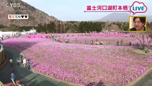 グルメも充実 富士芝桜まつり 4月23日oa 山梨ライブ ててて tv グルメも充実 富士芝桜まつり 4月23日oa 山梨ライブ ててて tv