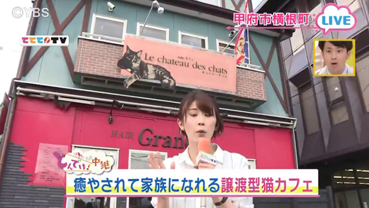 譲渡型の猫カフェ Nekoカフェ ル シャトー デ シャ 5月15日oa 山梨ライブ ててて tv 譲渡型の猫カフェ Nekoカフェ ル シャトー デ シャ 5月15日oa 山梨ライブ ててて tv