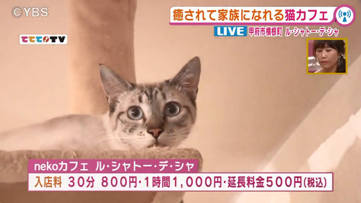 譲渡型の猫カフェ Nekoカフェ ル シャトー デ シャ 5月15日oa 山梨ライブ ててて tv 譲渡型の猫カフェ Nekoカフェ ル シャトー デ シャ 5月15日oa 山梨ライブ ててて tv
