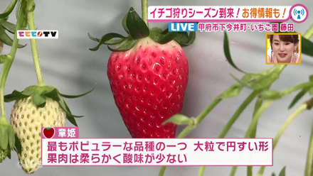 イチゴ狩りシーズン到来 19 12 26oa 山梨ライブ ててて ｔｖ