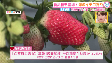 イチゴ狩りシーズン到来 19 12 26oa 山梨ライブ ててて ｔｖ