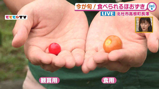 今が旬の食べられるほおずき 9 17oa 山梨ライブ ててて tv 今が旬の食べられるほおずき 9 17oa 山梨ライブ ててて tv