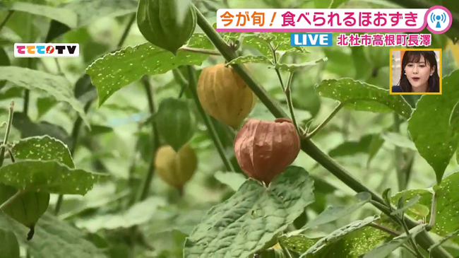 今が旬の食べられるほおずき 9 17oa 山梨ライブ ててて tv 今が旬の食べられるほおずき 9 17oa 山梨ライブ ててて tv