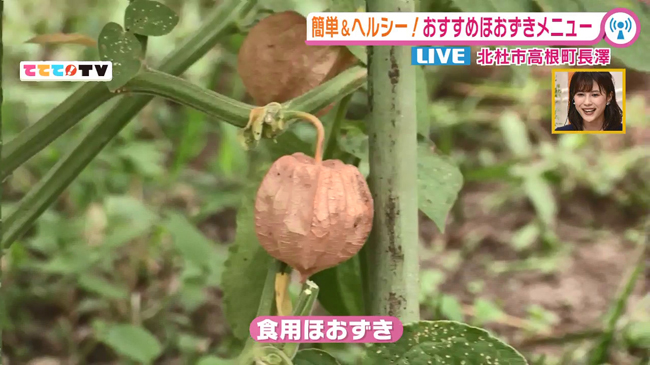 今が旬の食べられるほおずき 9 17oa 山梨ライブ ててて tv 今が旬の食べられるほおずき 9 17oa 山梨ライブ ててて tv