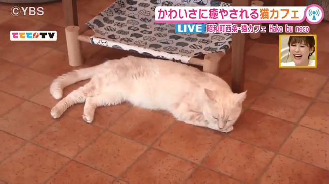 幸せを届ける癒やしの 猫カフェ 9 29 山梨ライブ ててて tv 幸せを届ける癒やしの 猫カフェ 9 29 山梨ライブ ててて tv