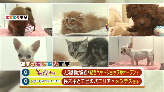 人気動物が終結 総合ペットショップがオープン 山梨ライブ ててて tv 人気動物が終結 総合ペットショップがオープン 山梨ライブ ててて tv
